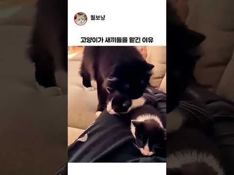 새끼들을 나한테 맡긴 이유