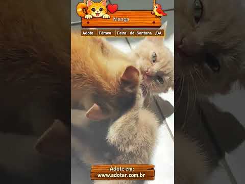 Vídeo de Manga