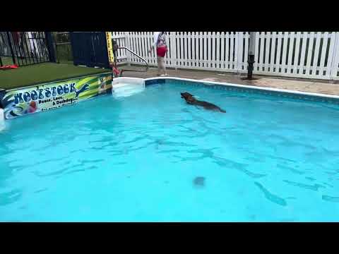 Swimming Is A Joy For "Chena" At 13 Months Old