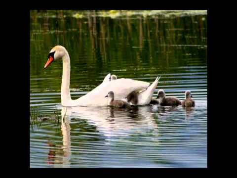 lasi712’s Video 35629191447 x66j3O2ZU0E