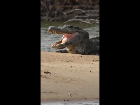 AMAZONAS Teil 4 - Schwarzer Kaiman