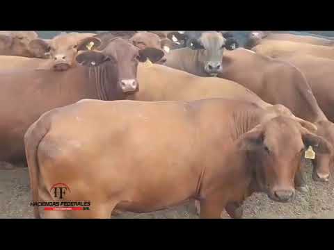 Vacas en Tintina, Santiago del Estero