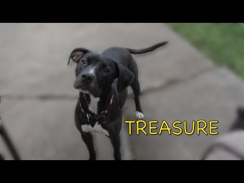 Treasure, an adopted Pit Bull Terrier & Labrador Retriever Mix in Staten Island, NY_image-1