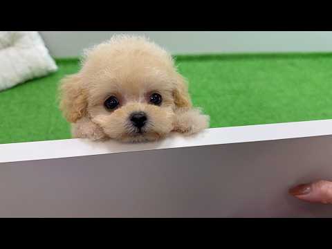 YouTube動画のサムネイル