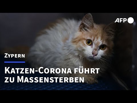 Coronavirus führt zu Katzen-Massensterben auf Zypern | AFP