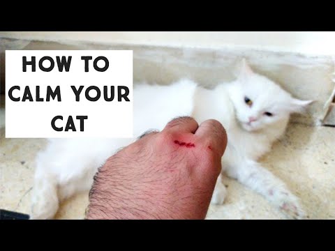 How to Help Your Cat Who Had a Miscarriage