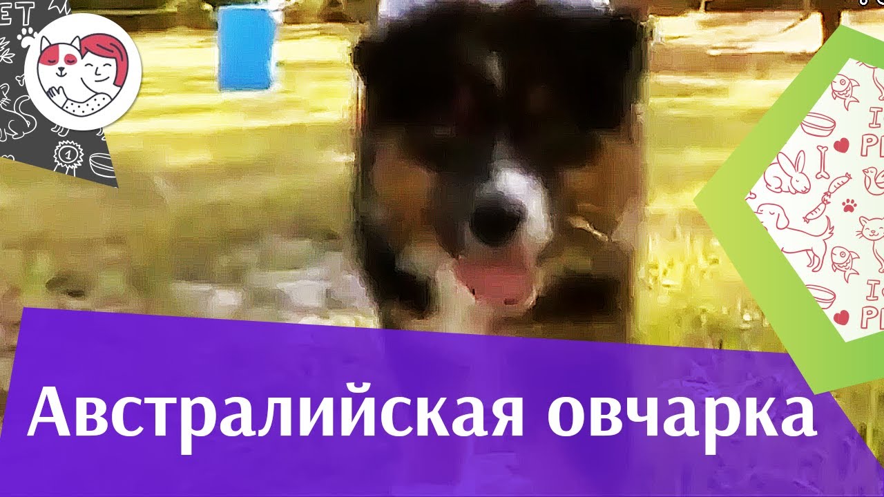 Австралийская овчарка Аусси Дрессировка на iLikePet