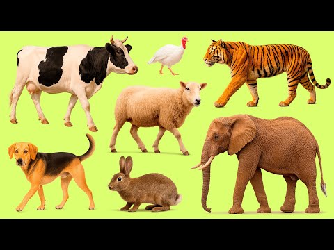 Learn Animal Names in English 🐓🐄 | Top 25 Popular Animals with Audio