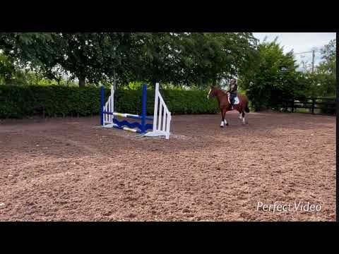 Lot 103 Cavan Horse and Pony Sales - Image 2