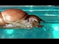 Rosy WolfSnail Eating Slug
