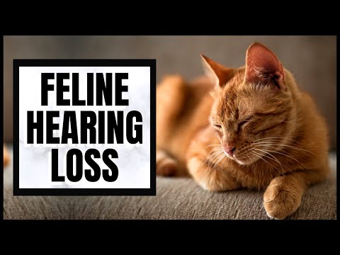 Cat 101: Feline Hearing Loss