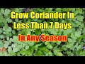 How To Grow Coriander From Seeds In 3 Days Fastest Method Of Coriander Seed Germination