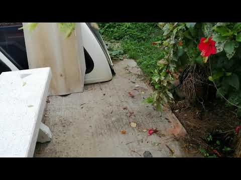 สุนัขกับงู I Thanika chanel