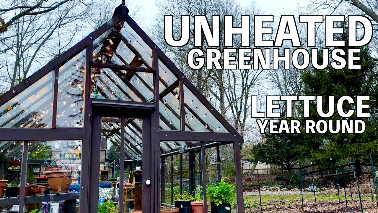 Grow Lettuce year round in an Unheated Greenhouse 🥬 | Zone 6B/7A, New Jersey