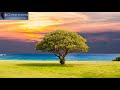 Serotonin Release Music With Alpha Waves 10 Hz Binaural Beats Healing Music Happiness Frequency