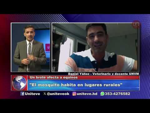 Brote de encefalomielitis en caballos: cómo se transmite la enfermedad