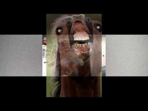 CashBack(Egzid) - Sarkastická Balada (off. horse head visual)