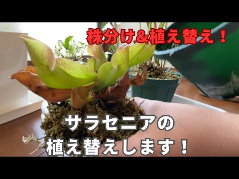 サラセニア、赤いピッチャーの植物 植物