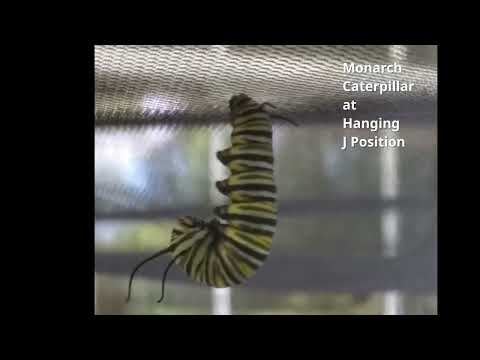 2023-08-26 Monarch Caterpillar J Position