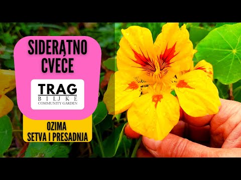 SIDERATE FLOWERS - WINTER SOWING AND TRANSPLANTING (2022) [TRACE OF THE PLANT]