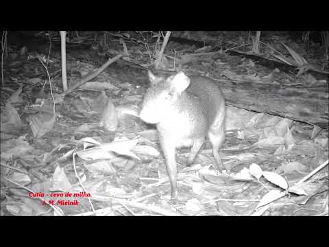 Pacas, cutias e catetos - ceva de milho e saleiro