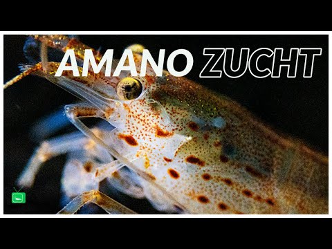 AMANOGARNELEN ZUCHT | So züchtet Du erfolgreich Amanogarnelen | GarnelenTv