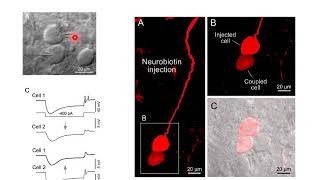Fisiología de la sinapsis - Neurobiología