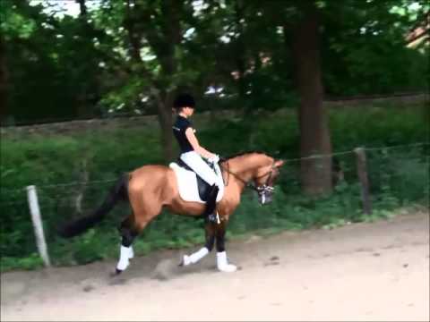 PAV NASDAQ 4j. Reitponyhengst v. Nemax - FS Don't Worry