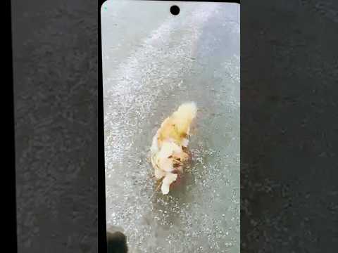 Rutba || Satinder Sartaaj || dog lover || cute dog #trendingreels #status #doglover #shorts #story