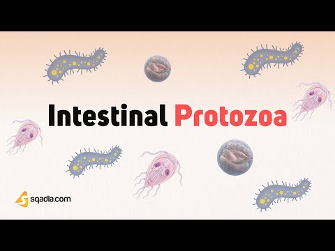 Intestinal Protozoa Parasites | Characteristics, Transmission and Pathogenesis Microbiology