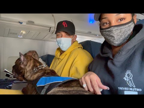 FIRST TIME FLYING WITH OUR 70 LB PRESA CANARIO PUPPY AFTER TRAINING!!