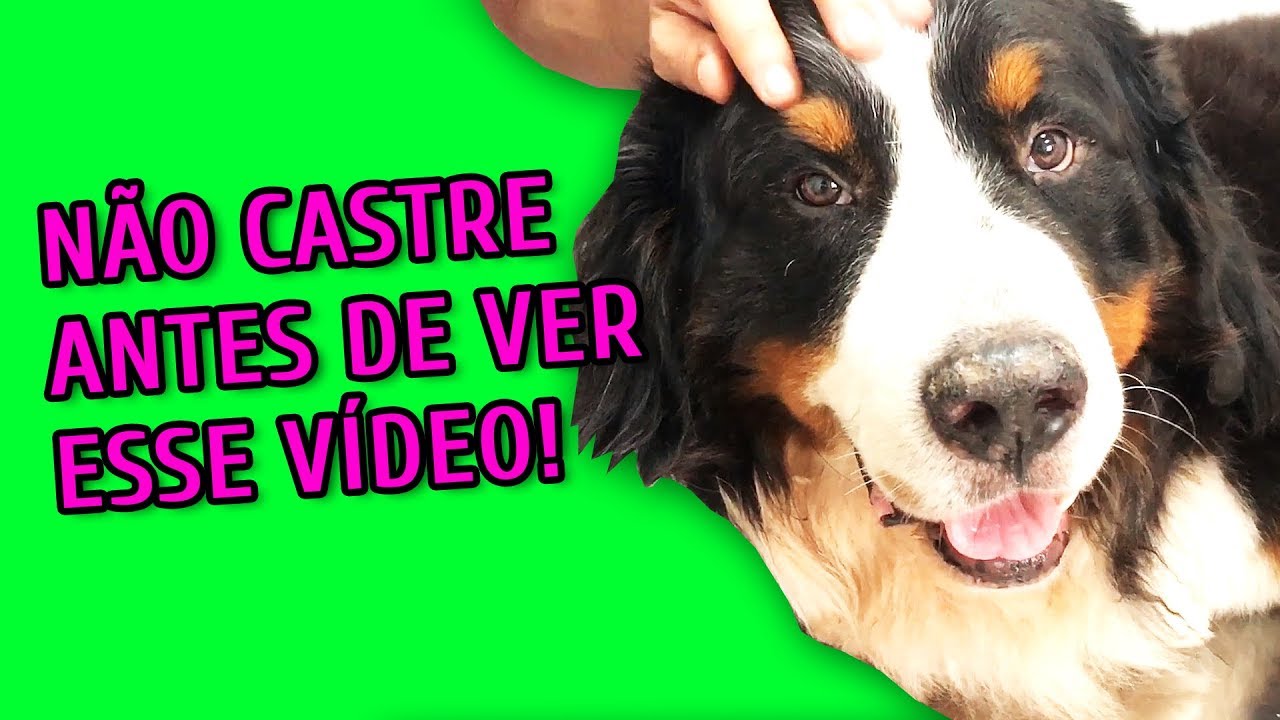 PRÉ-OPERATÓRIO - DIÁRIO DE CASTRAÇÃO DO BRUNELLO
