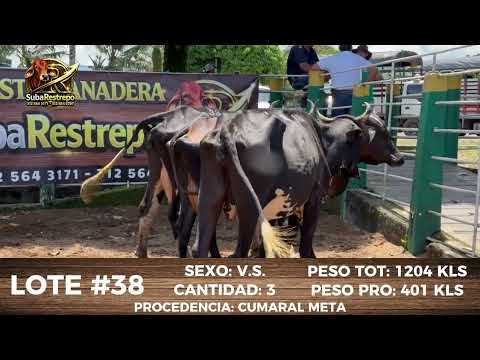 LOTE 38