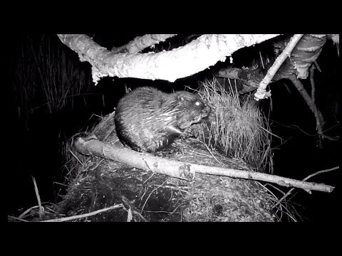 Trail Cam footage: BEAVER