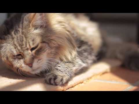 SOLD - 39 Matai Road, Greenlane - Di Martens