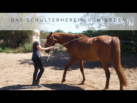 Bodenarbeit Tutorial Schulterherein