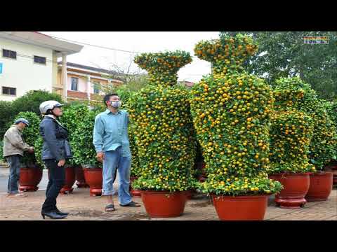 WOW! Amazing Agriculture Technology - Kumquat
