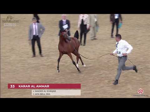 N 33 KARAR AL AMMAR   29th Qatar Intl A H  Show 2020   Yearling Colts Class 1B