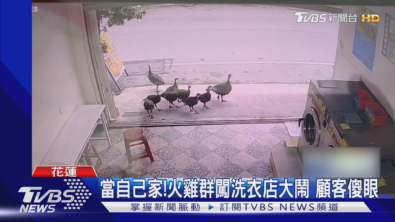 當自己家！火雞群闖洗衣店大鬧　顧客傻眼
