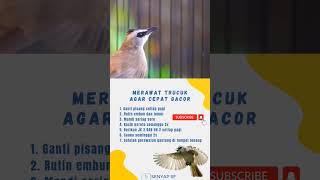 Download lagu Merawat trucuk agar cepat gacor mp3 Download lagu Merawat trucuk agar cepat gacor mp3