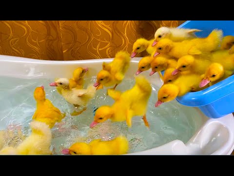, title : 'Funny Ducklings jump and swim in the mini bath for baby'