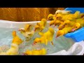 Funny Ducklings jump and swim in the mini bath for baby