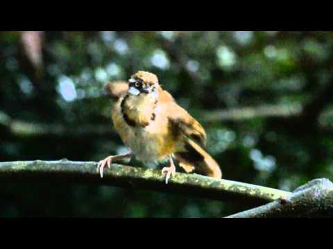 Timáliovec goliernatý (Garrulax monileger) — starostlivosť, voliéra a kŕmenie