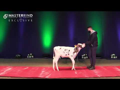 #11 Bambi (V. Speedy Red)