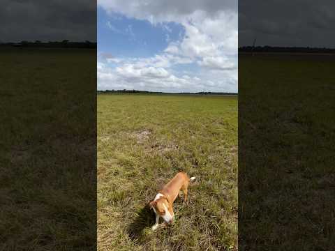 FAZENDA BAIXOU O PREÇO