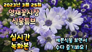 2023년 3월 25일 토요일 예쁜식물 보면서 수다즐겨봐요  #양재꽃시장 #식물수다 #수다 #식물튜브
