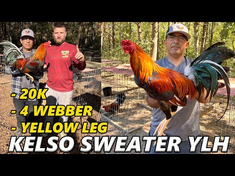 Alabama Yellow Leg Kelso Sweater Beautiful Birds Slick Lizard - Farm Visit