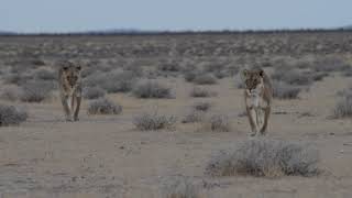 Lion Patrol across the plains of Etosha