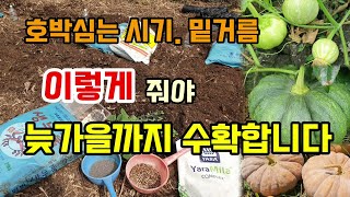 호박심는시기 밑거름 이렇게 줘야 애호박부터 늙은호박까지 늦가을까지 수확합니다 맷돌호박 토종호박심기