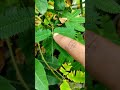 Shy Plant Mimosa Pudica Chui Mui Lajalu Plant Lajwanti Touch Mi Not Plant Sensitive Plant